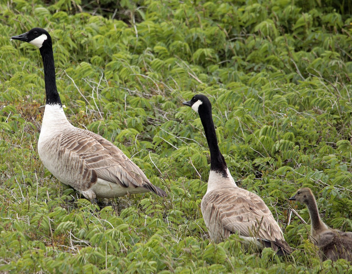 Canada Goose - ML462414691