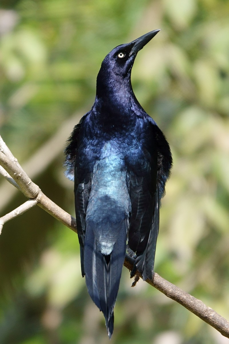 Great-tailed Grackle - ML462415231