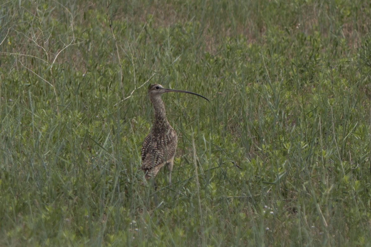 Long-billed Curlew - Jake Bramante