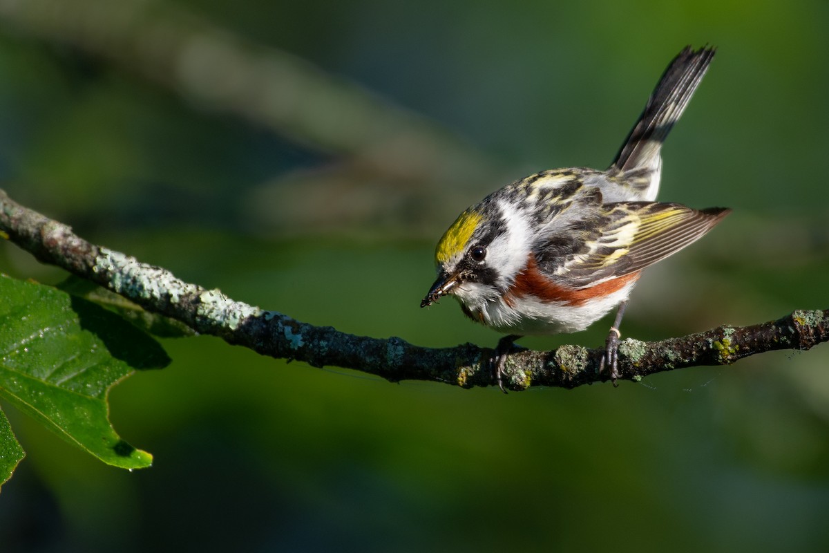 Chestnut-sided Warbler - ML462417621