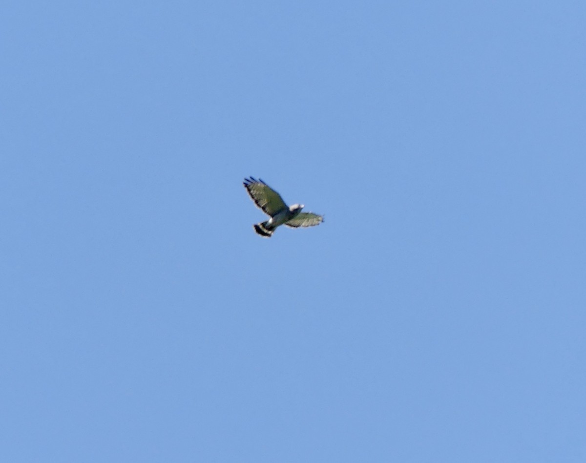 Broad-winged Hawk - Ginger Hays