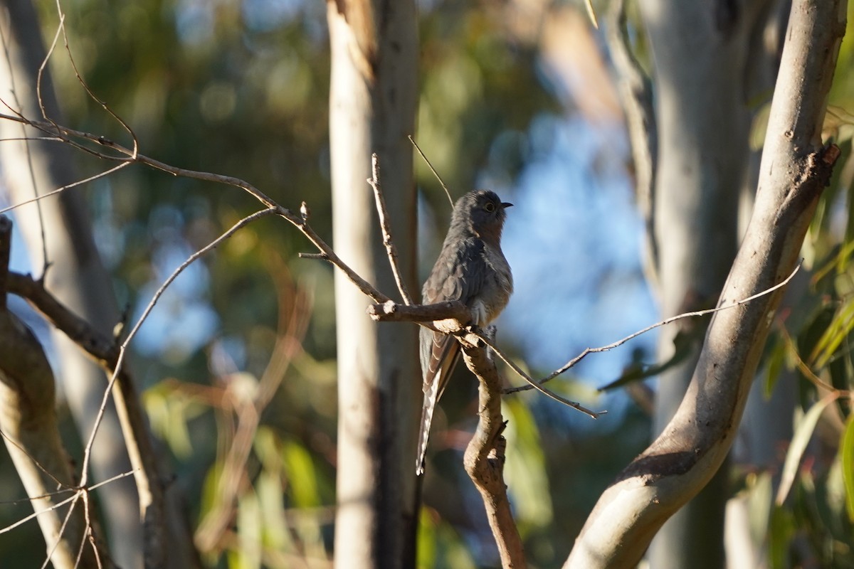 eBird Checklist - 25 Jun 2022 - Tinchi Tamba Wetlands Reserve - 37 species