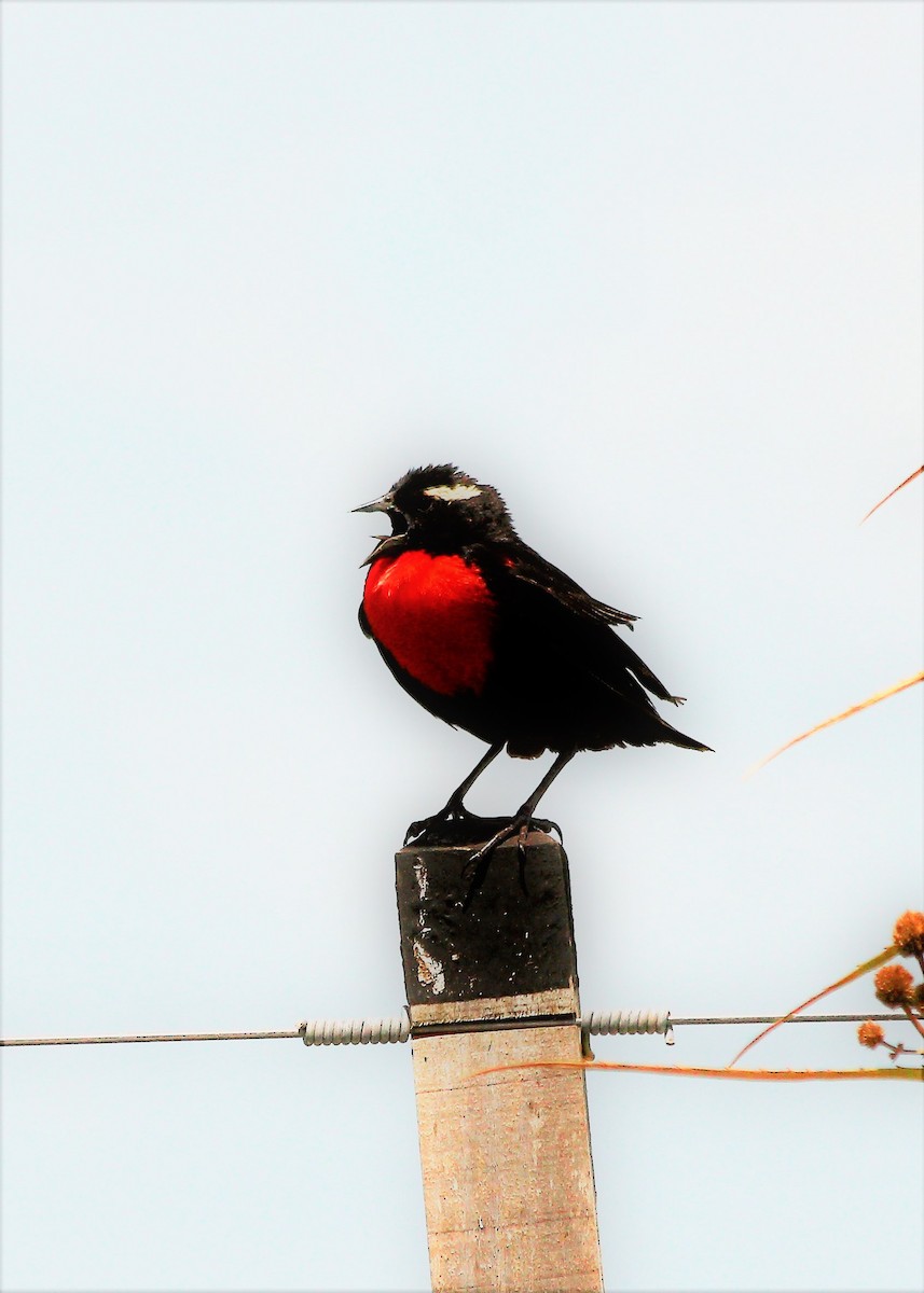 White-browed Meadowlark - ML46242041