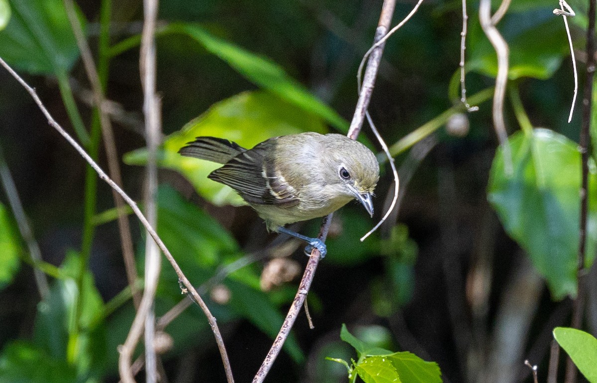 Ak Gözlü Vireo - ML462420501