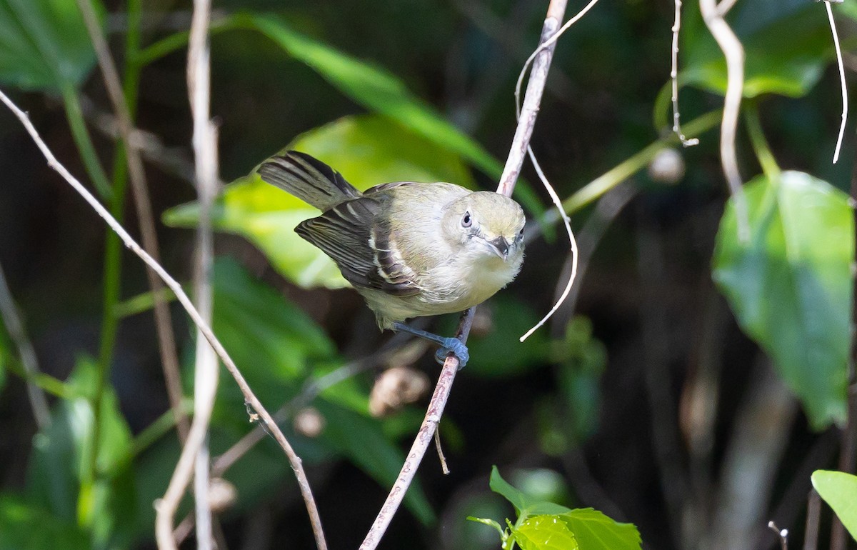 White-eyed Vireo - Beatriz Hernandez