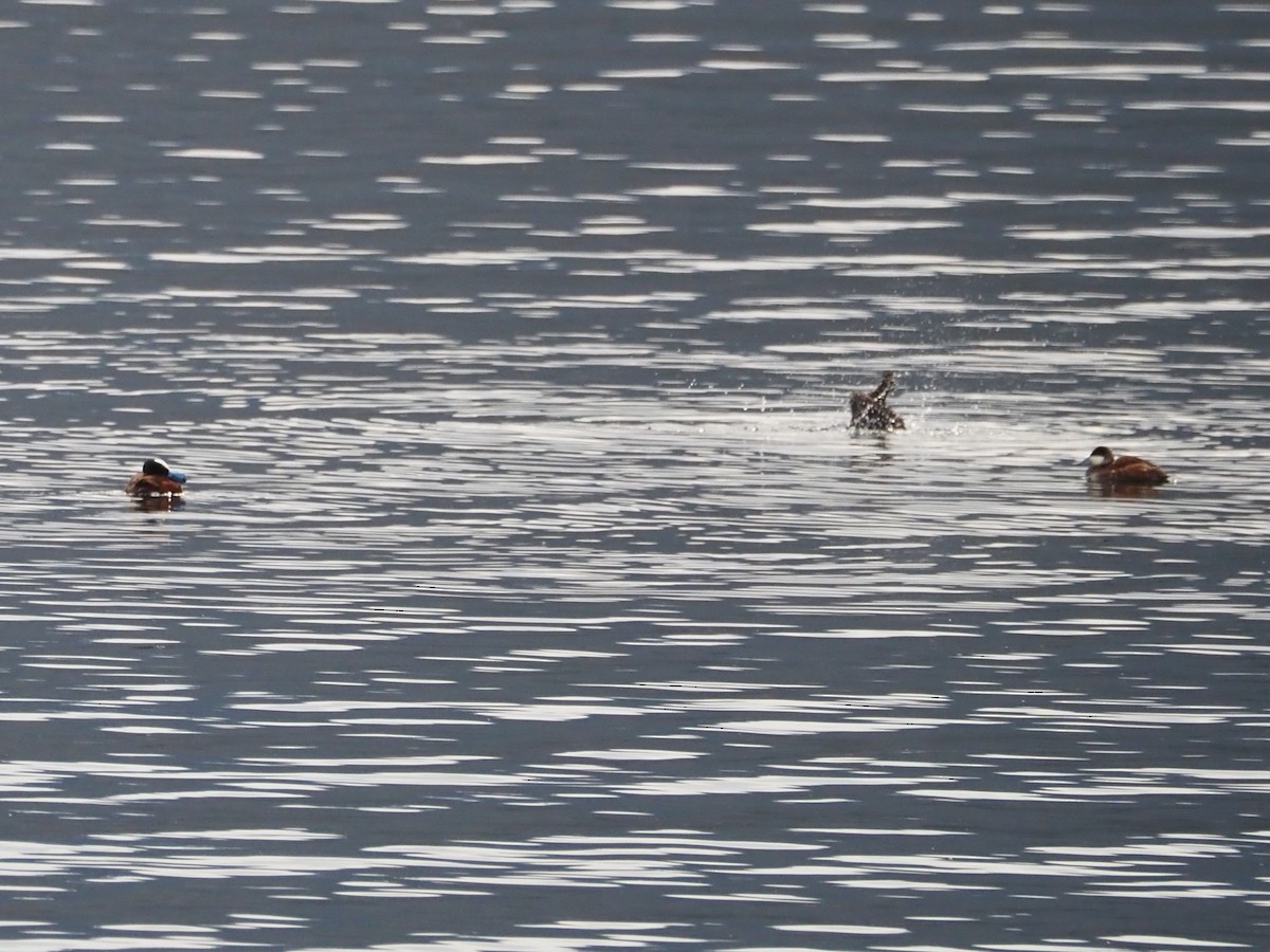 Ruddy Duck - ML462420831