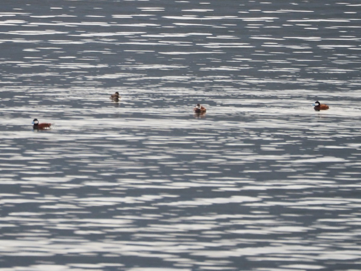 Ruddy Duck - ML462420841