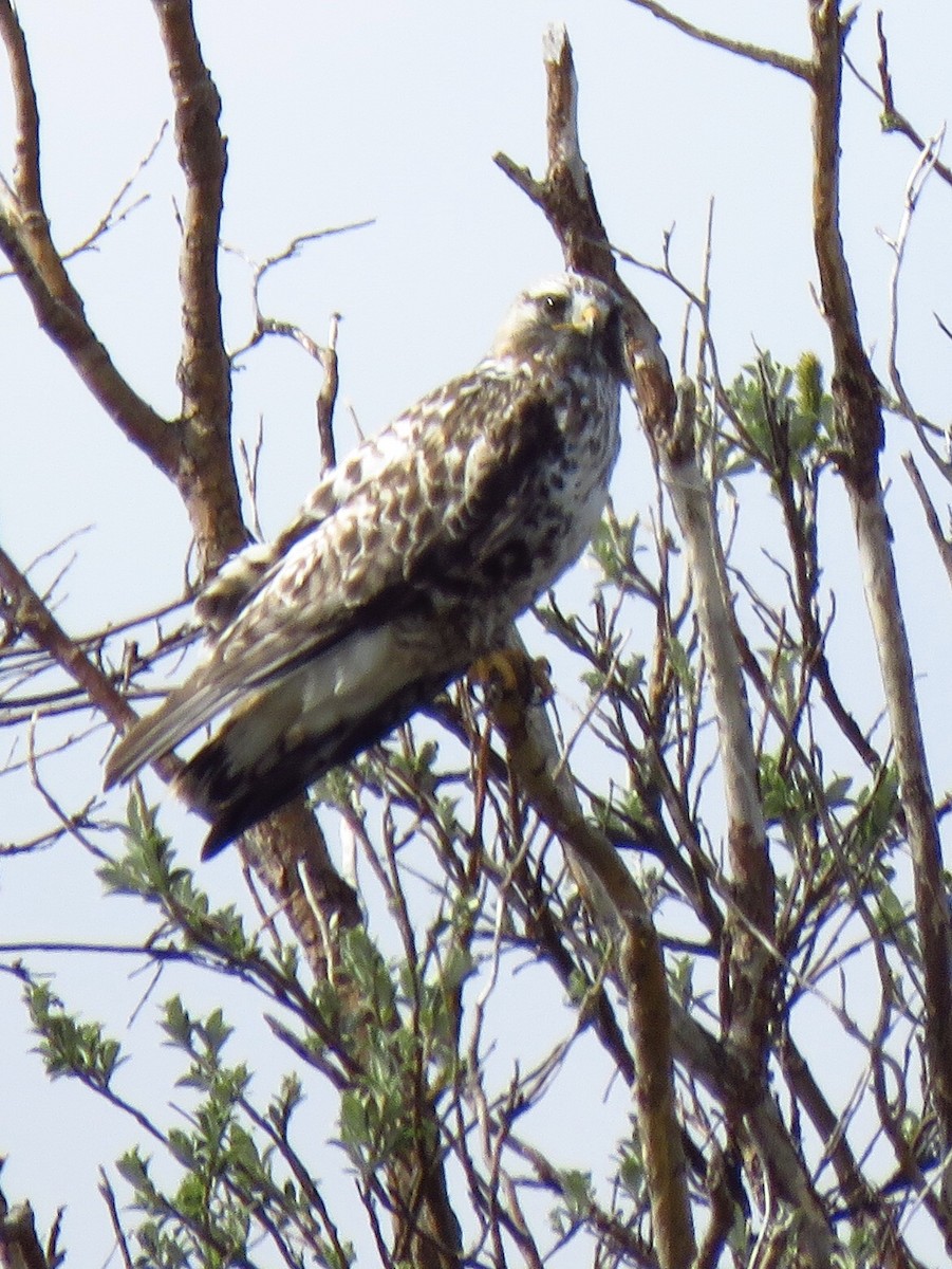 Rough-legged Hawk - ML462421341