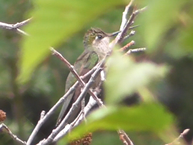 Rivoli's Hummingbird - ML462421601