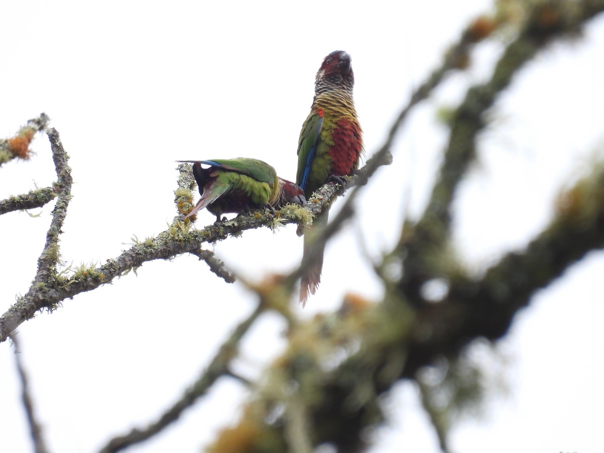 Painted Parakeet (Venezuelan) - Mauricio Zanoletti