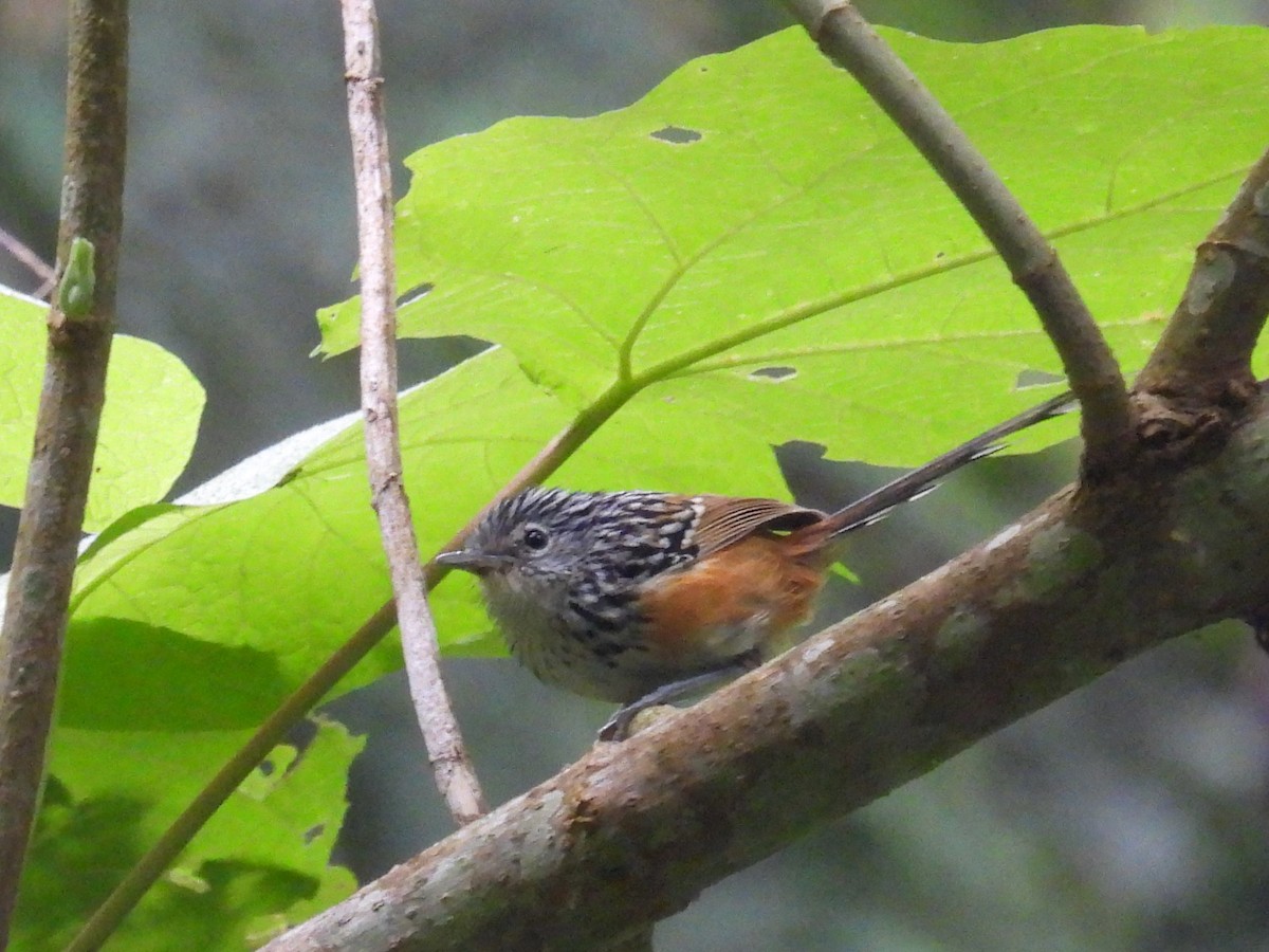 Klages's Antbird - ML462422421