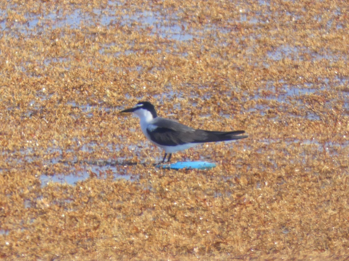 Bridled Tern - ML462422831