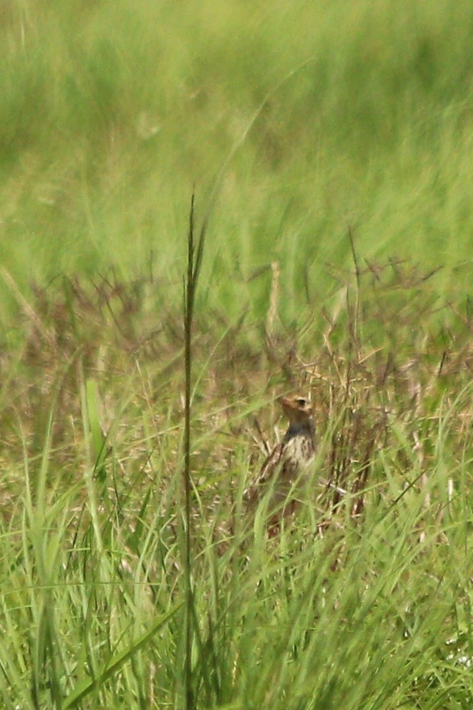 Correndera Pipit - ML46242331