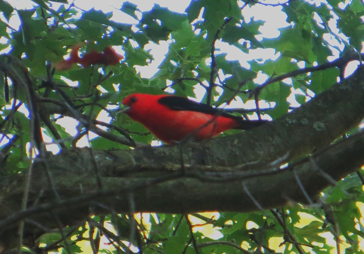 Scarlet Tanager - ML462423711