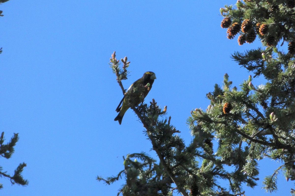 Evening Grosbeak - ML462424231