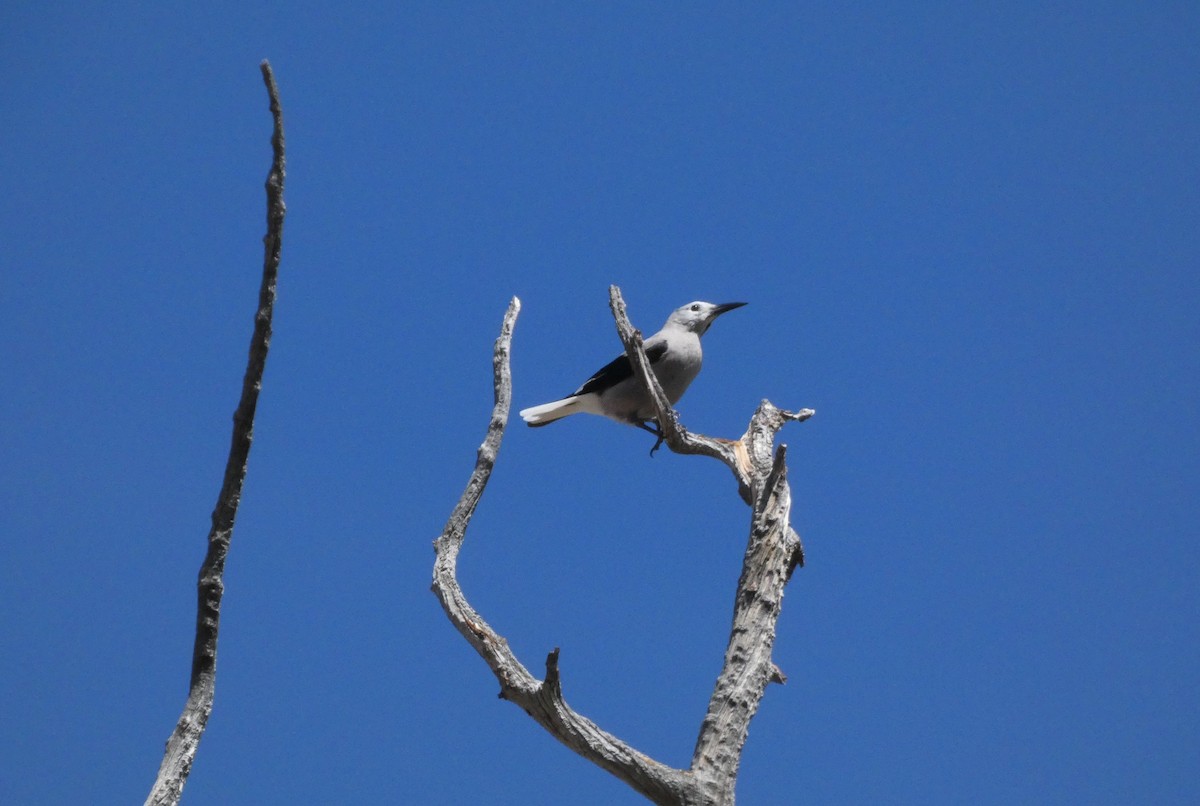 Clark's Nutcracker - ML462424241