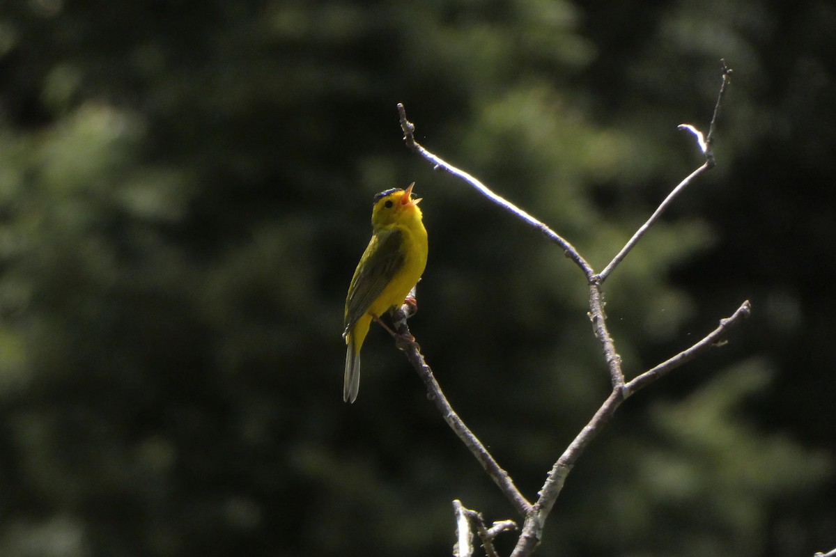 Wilson's Warbler - Jonathan Bookman