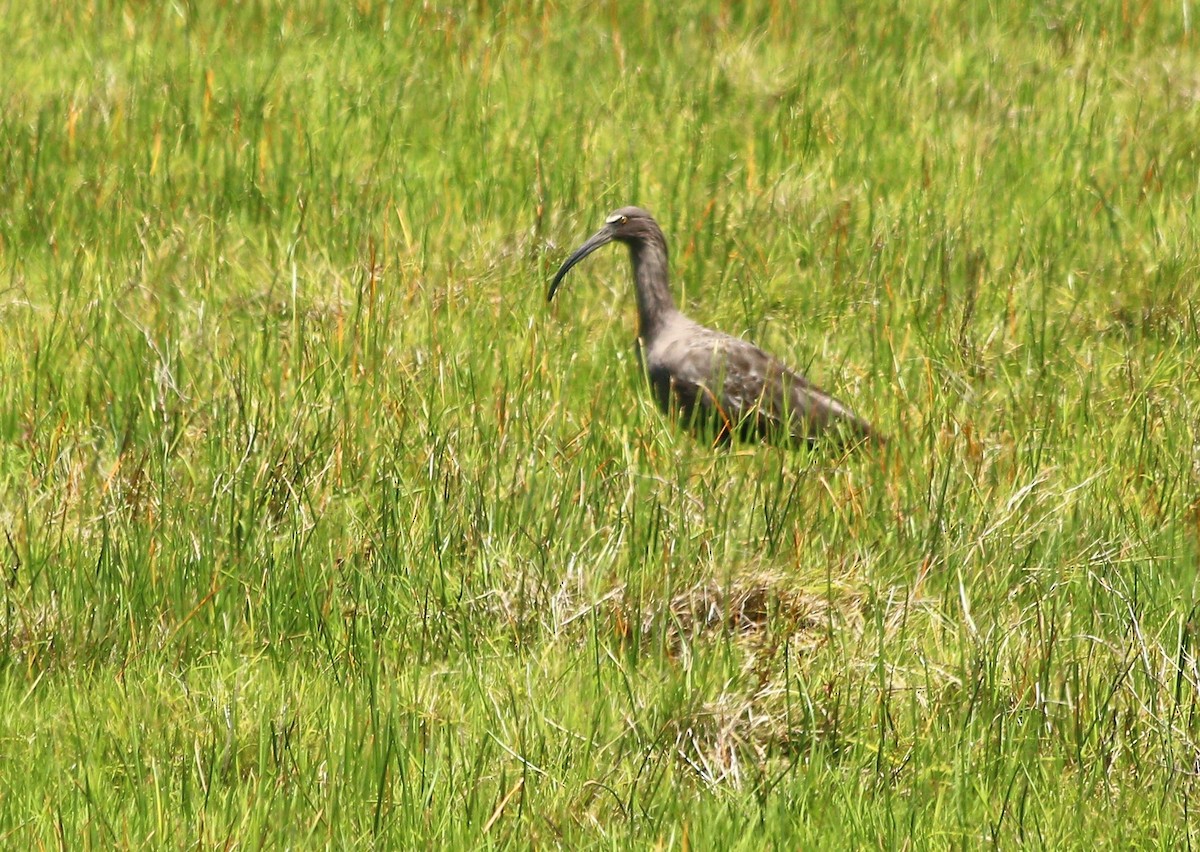 Plumbeous Ibis - ML46242431