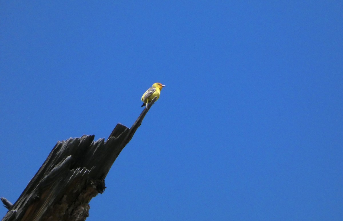 Western Tanager - Jonathan Bookman