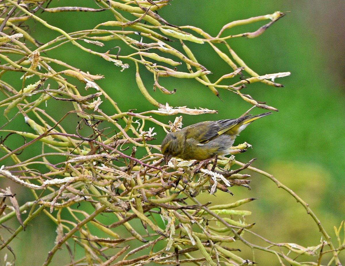 European Greenfinch - ML462425381