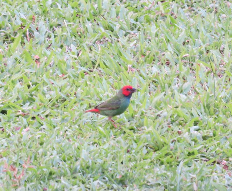 Fiji Parrotfinch - ML46242551