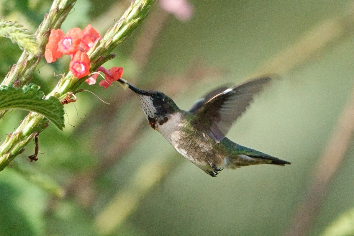 Colibri à gorge rubis - ML462428011