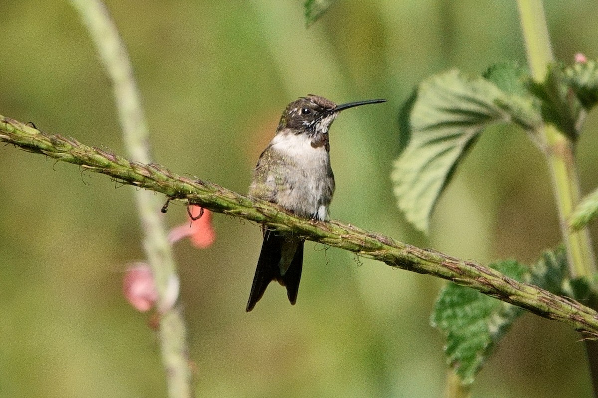 Colibri à gorge rubis - ML462428031