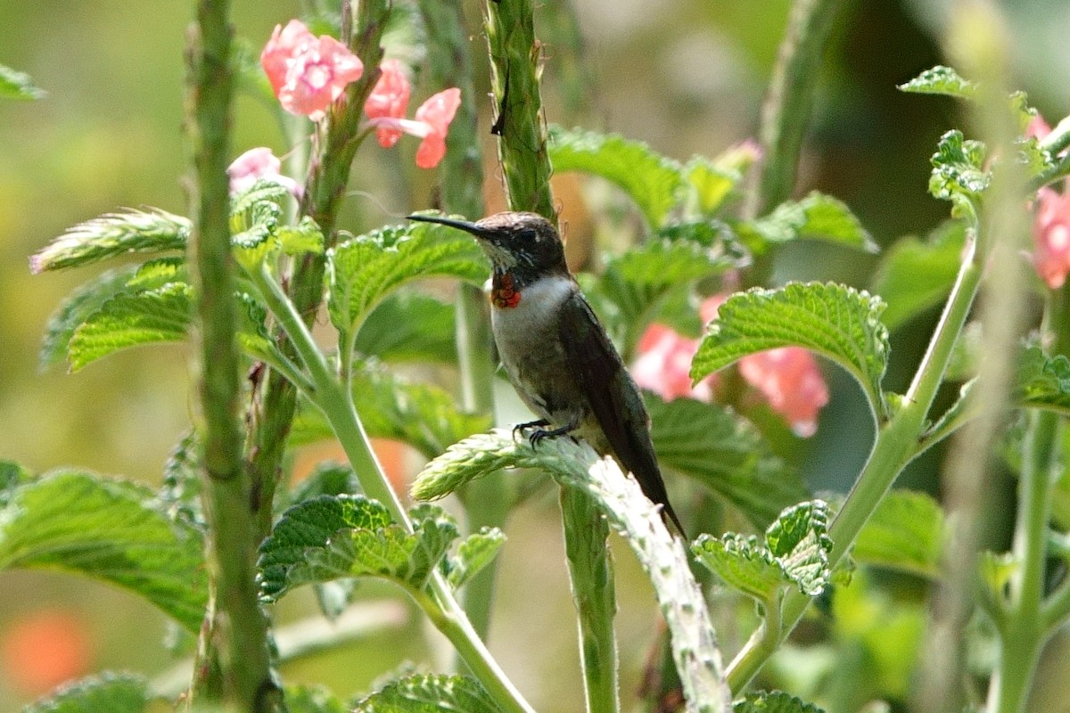 Colibri à gorge rubis - ML462428051