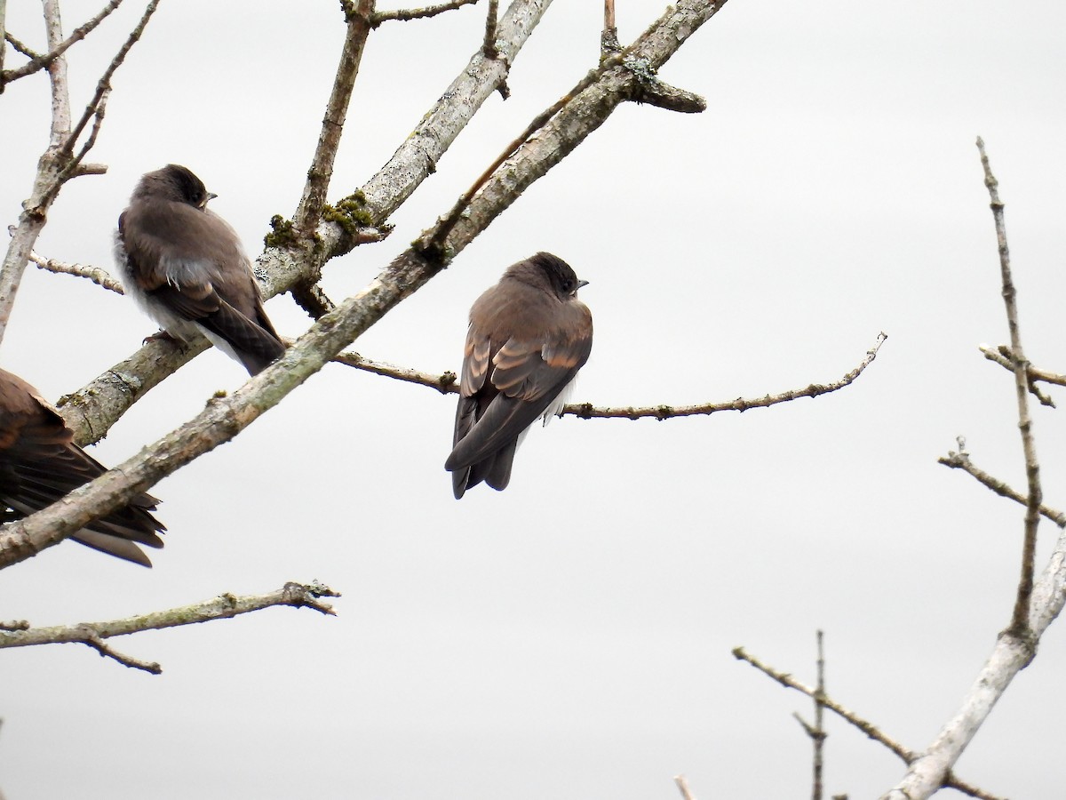 Northern Rough-winged Swallow - ML462429211