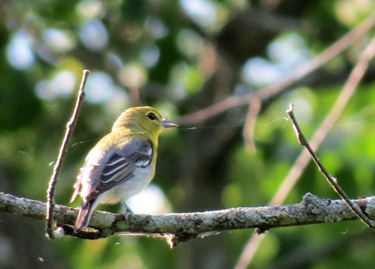 Yellow-throated Vireo - Denis Collins