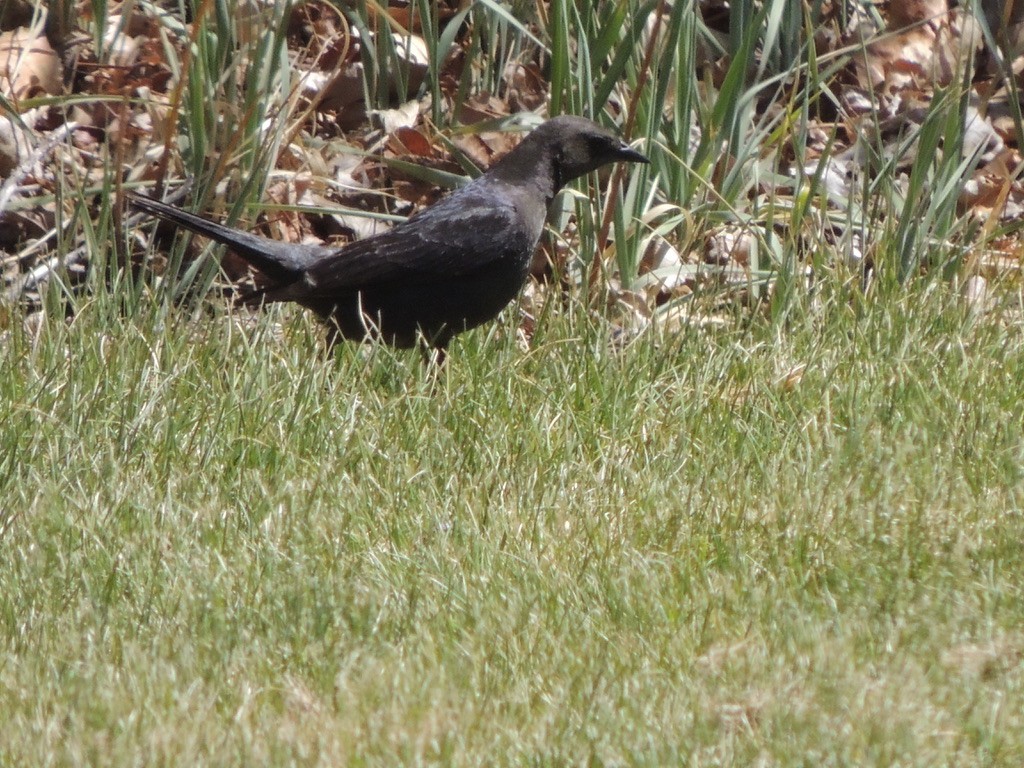 Brewer's Blackbird - ML462429601