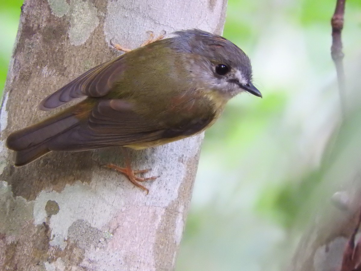 Pale-yellow Robin - ML46242981