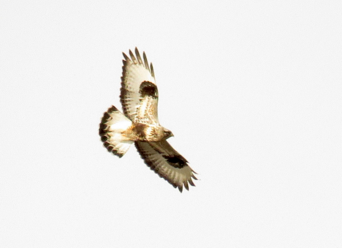 Rough-legged Hawk - Molly Sultany