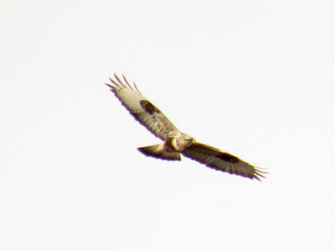 Rough-legged Hawk - ML46243191