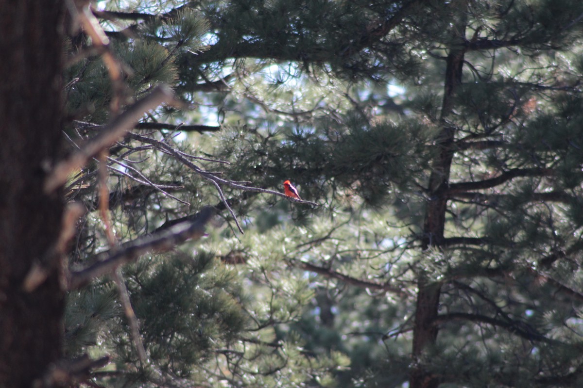 Vermilion Flycatcher - ML462432401