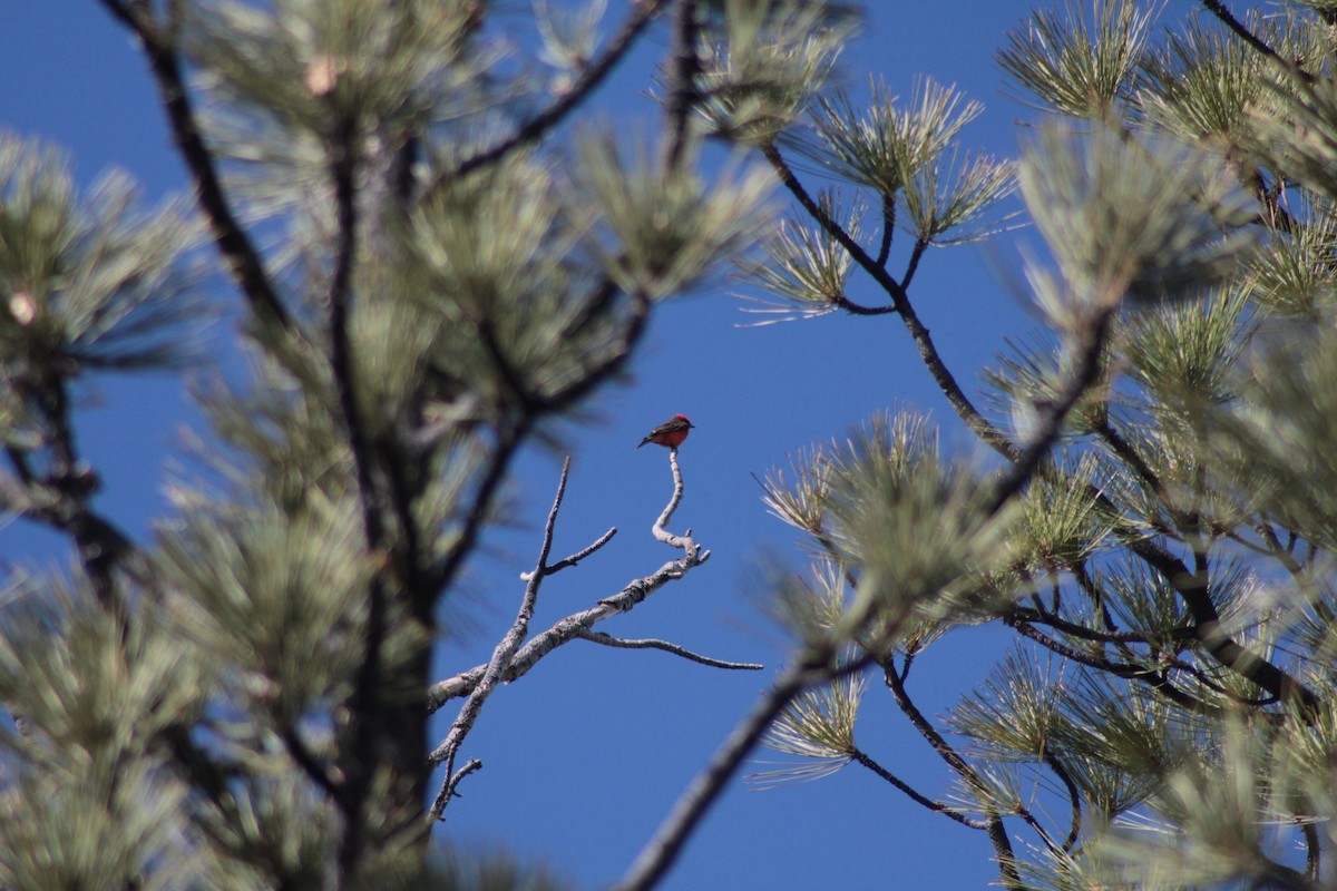 Vermilion Flycatcher - ML462432411