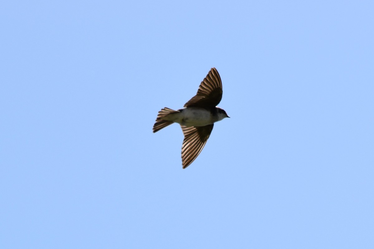 Bank Swallow - ML462432631