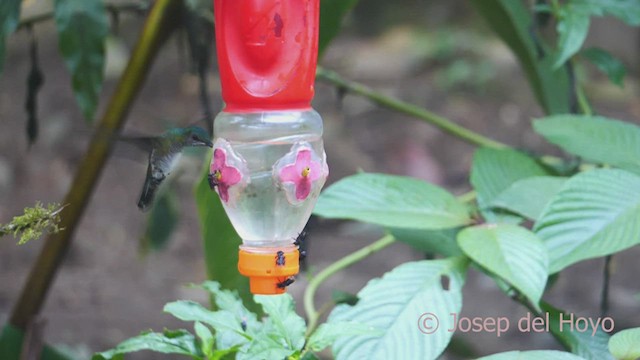kolibřík bělokrký - ML462434521