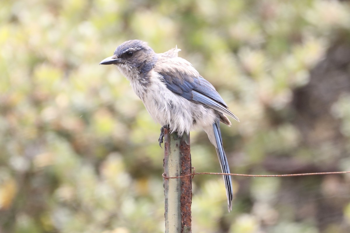 California Scrub-Jay - ML462434631