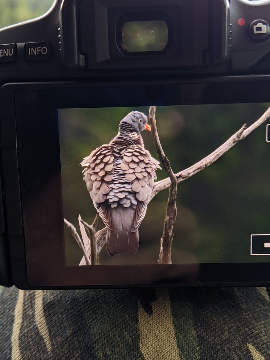 Common Wood-Pigeon - ML462438071