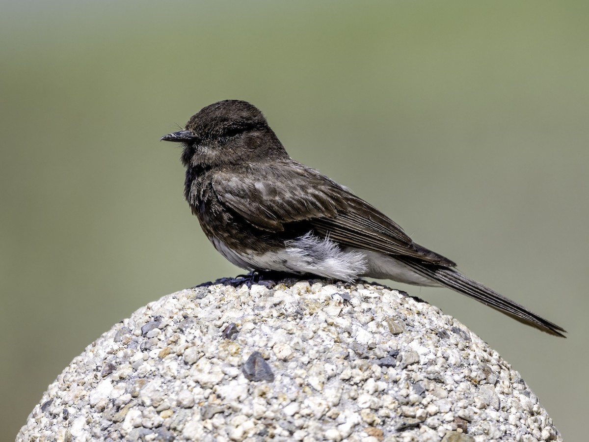 Black Phoebe - ML462440961