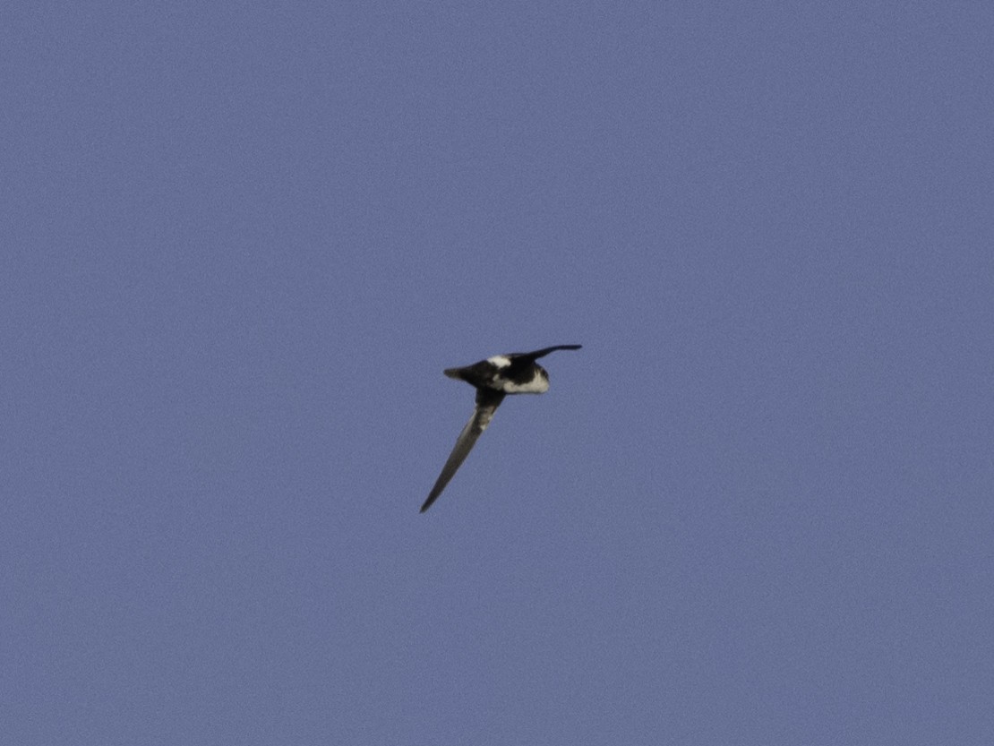 White-throated Swift - Keith Dickey