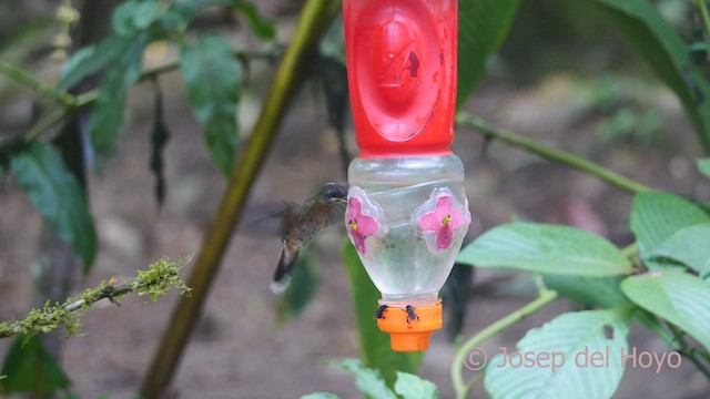 Rufous-breasted Hermit - ML462443351