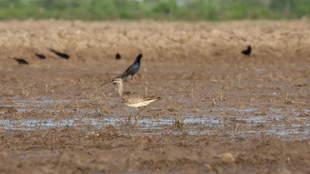 Zarapito Trinador (hudsonicus) - ML462443931