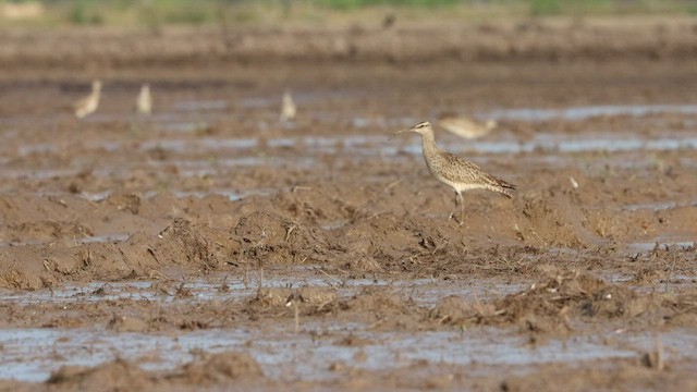 Whimbrel (Hudsonian) - ML462443941