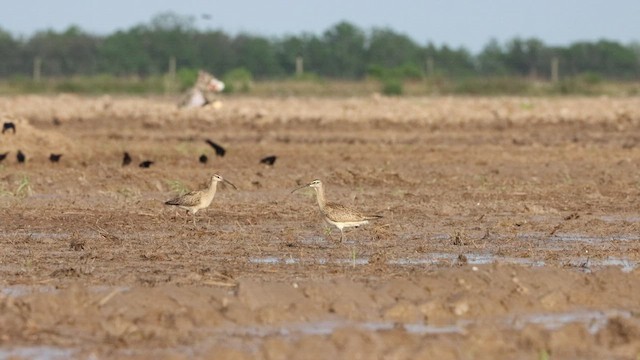 Zarapito Trinador (hudsonicus) - ML462444001