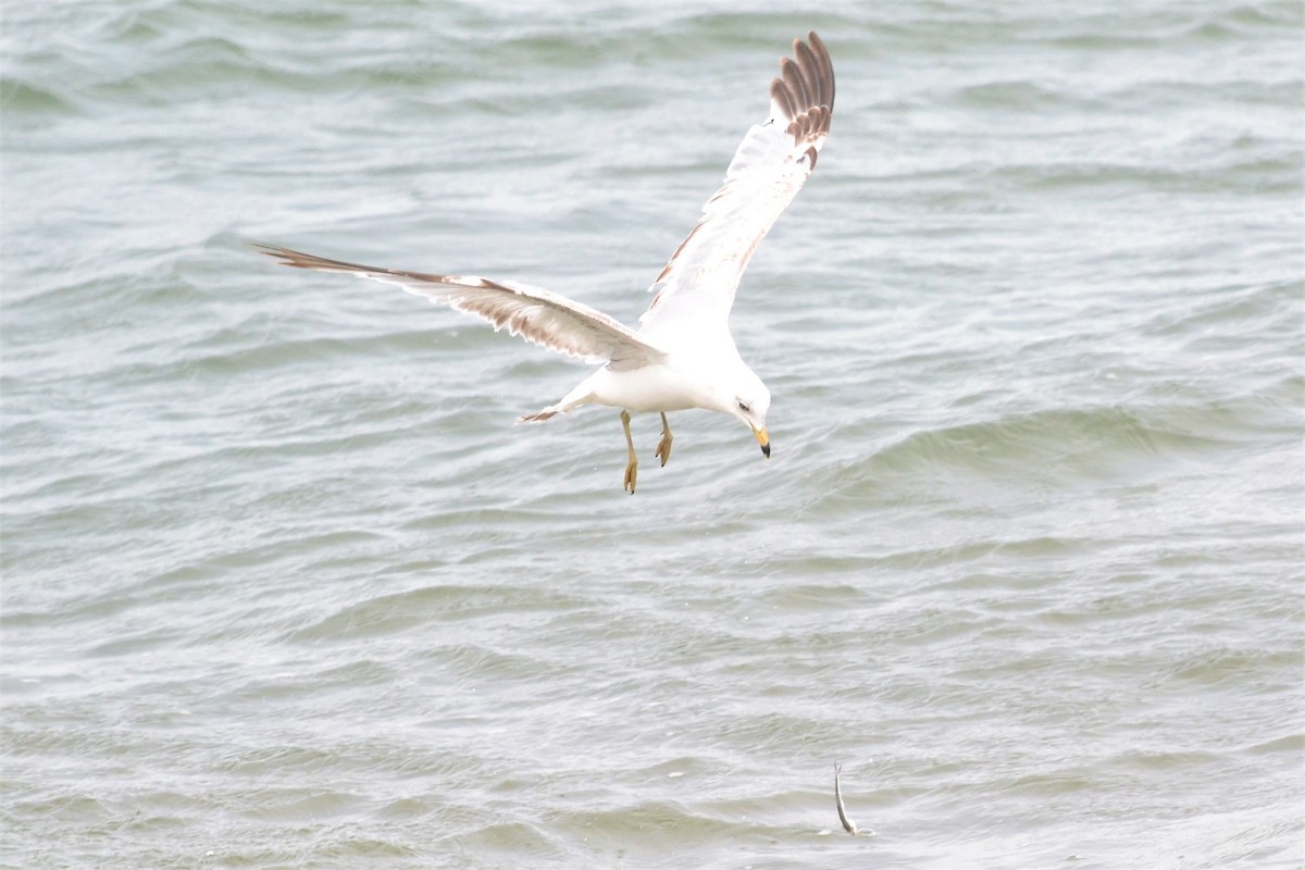 Gaviota de Delaware - ML462444451