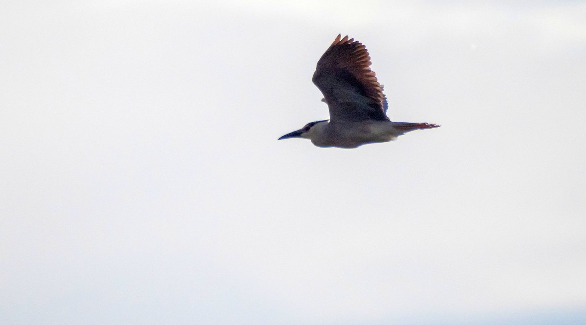 Black-crowned Night Heron - Matt M.
