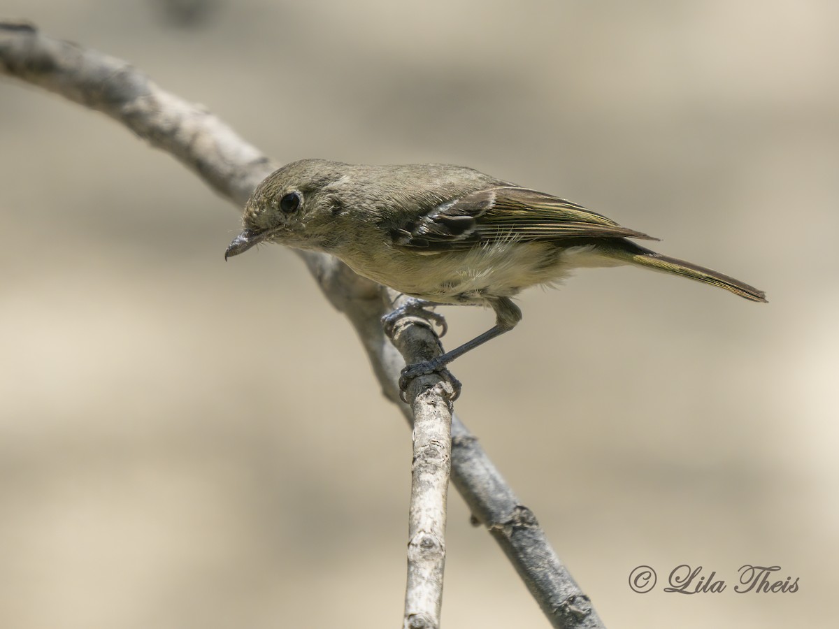 Hutton's Vireo - ML462445251