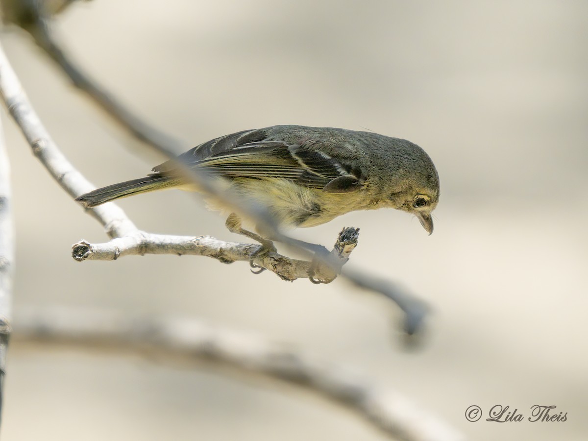 Hutton's Vireo - ML462445261